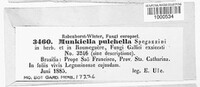 Image of Dothidea pulchella